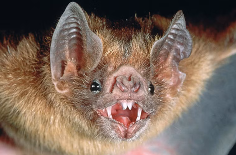 Dù thịt dơi được khuyến cáo chứa độc tố cao, có thể gây ra các bệnh về não song nó vẫn là món ăn được ưa chuộng ở vùng quê Việt Nam, Singapore, Thái Lan, Indonesia, Malaysia…