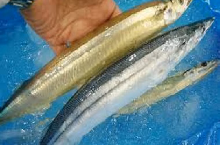 Cá biển tươi có hậu môn thụt sâu vào bên trong, màu trắng nhạt và bụng lép. Trong khi đó, hậu môn cá biển ươn màu hồng hay đỏ bầm, lòi ra ngoài, bụng cá phình to.