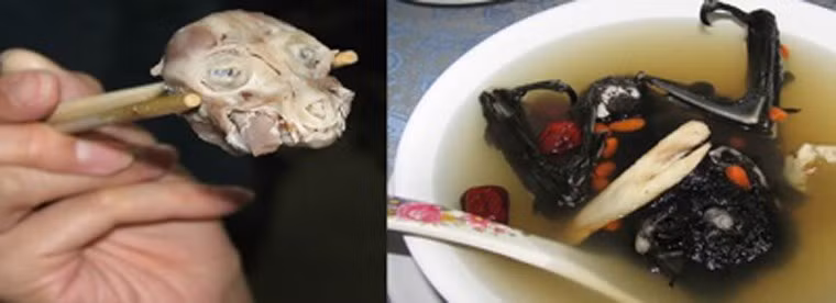 Trong khi nhiều người thoải mái thưởng thức món khoái khẩu, không ít người e ngại bởi hình thù kỳ dị của những chú dơi nguyên con, đầy lông nằm sõng soài trong bát canh.