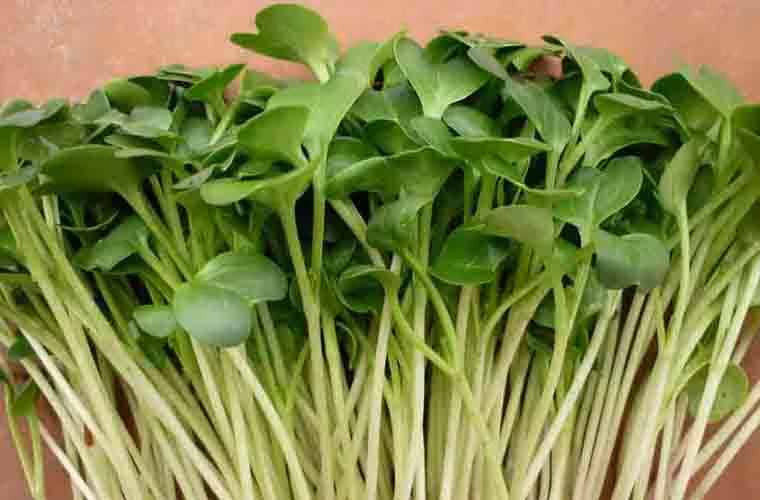 Mầm cải xanh. Nghiên cứu chỉ ra rằng những người thường xuyên ăn mầm cải xanh trong vòng hai tháng có lượng khuẩn H.pylori ít hơn. Mầm cải xanh dễ tìm ở các sạp bán rau. Nó phù hợp để chế biến thành các món salad, súp hoặc ăn kèm bánh mì.