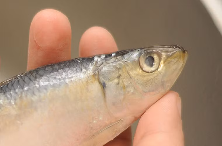 Kiểm tra mắt cá, nếu mắt chúng tươi, long lanh và hơi phình ra một chút thì có thể lựa chọn. Trường hợp mắt cá vẩn đục, lún sâu chứng tỏ chúng được bảo quản khá lâu.