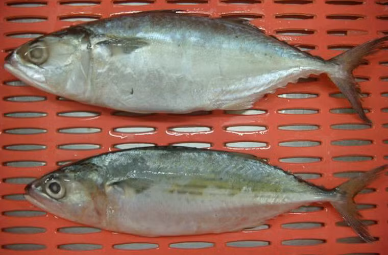 Ngoài ra, bạn cũng nên kiểm tra toàn thân cá. Nếu thân cá có màu nâu nhạt, vàng và thịt trở nên tơi xốp thì nên dừng lại.