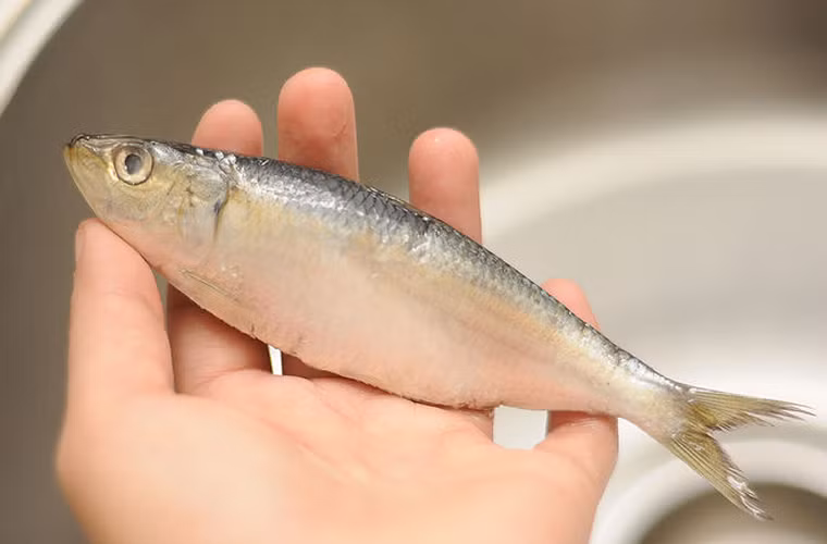 Dùng tay kiểm tra phần mang cá. Mang cá biển không thể tươi như cá nước ngọt còn sống song chúng cần phải có màu hồng/ đỏ tươi; dính chặt với hoa khế, ẩm ướt chứ không nhớp nháp hoặc khô quắt.