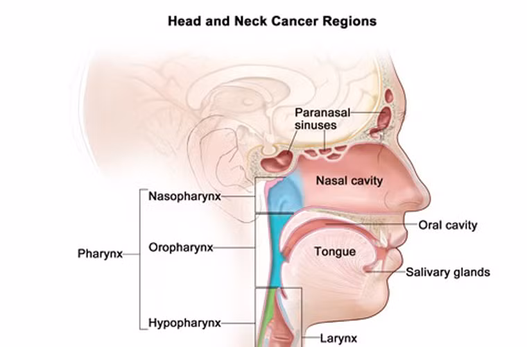 Không phải đến bây giờ người ta mới biết đến công dụng thần kỳ trong việc ngừa ung thư của bí ngô. Trước đây, giới nghiên cứu vùng Đông Âu từng khẳng định bí ngô có khả năng chống lại sự hình thành của ung thư đầu cổ.