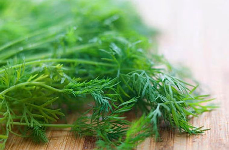 Thì là: Khi ăn loại gia vị này, cơ thể sẽ hấp thu được lượng lớn chất dinh dưỡng cũng như chất chống oxy hóa. Các bà nội trợ có thể tận dụng lợi ích của thì là bằng cách chế biến súp cà chua, thì là và tỏi; sử dụng thì là cho các bữa canh cá.