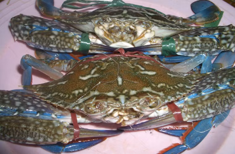 Ghẹ. Không nên chọn con quá lớn, con vừa phải sẽ nhiều thịt và ngon hơn. Tương tự như cua, khi chọn ghẹ, bạn dùng tay bấm vào yếm để kiểm tra. Nếu yếm ghẹ lún thì nên bỏ qua vì chúng không chắc thịt.