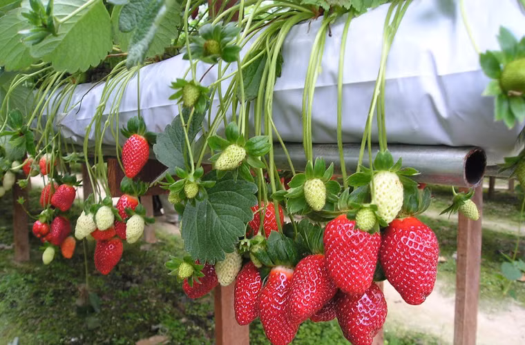 Những bệnh nhân tham gia nghiên cứu được phân loại thành loại nhẹ, trung bình, nặng, và ác tính. Trong số đó, 29 người bệnh có dấu hiệu thuyên giảm.