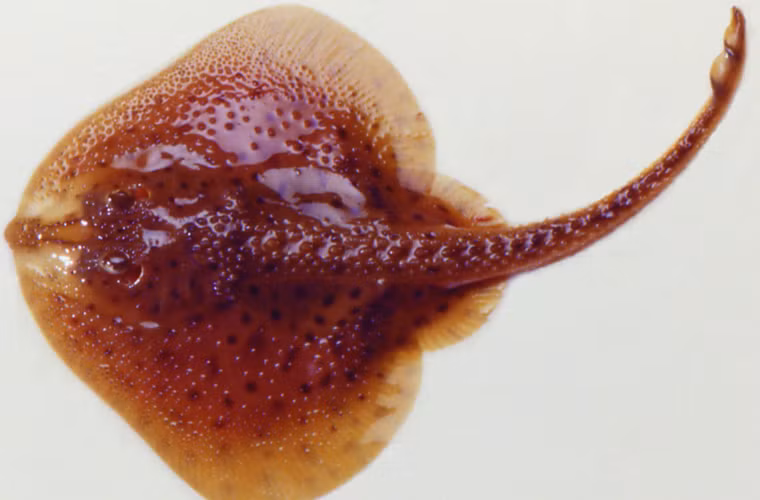 Khi có được những chú cá đuối to khỏe, người ta xếp tất cả vào trong ngăn đá và để chúng tự lên men như thế trong vòng một tháng.