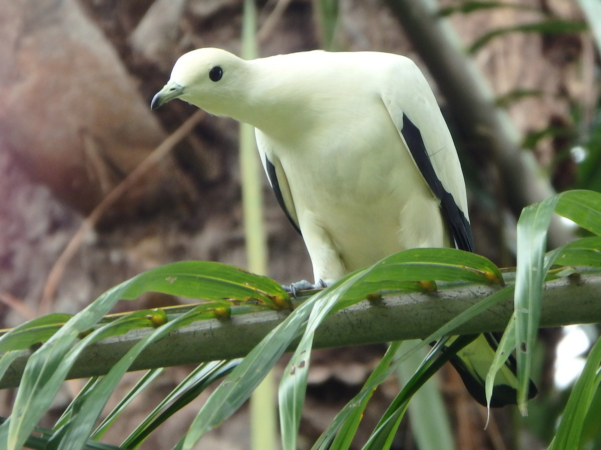 Chim gầm ghì trắng (Ducula bicolor) dài 38-41 cm, là loài chim định cư ven biển, ở Việt Nam chỉ được ghi nhận tại vườn quốc gia Côn Đảo, Nam Bộ. Chúng sống ở rừng trên đảo, thỉnh thoảng ghi nhận ở rừng ngập mặn, chỉ phân bố ở vùng đất thấp. Ảnh: eBird.
