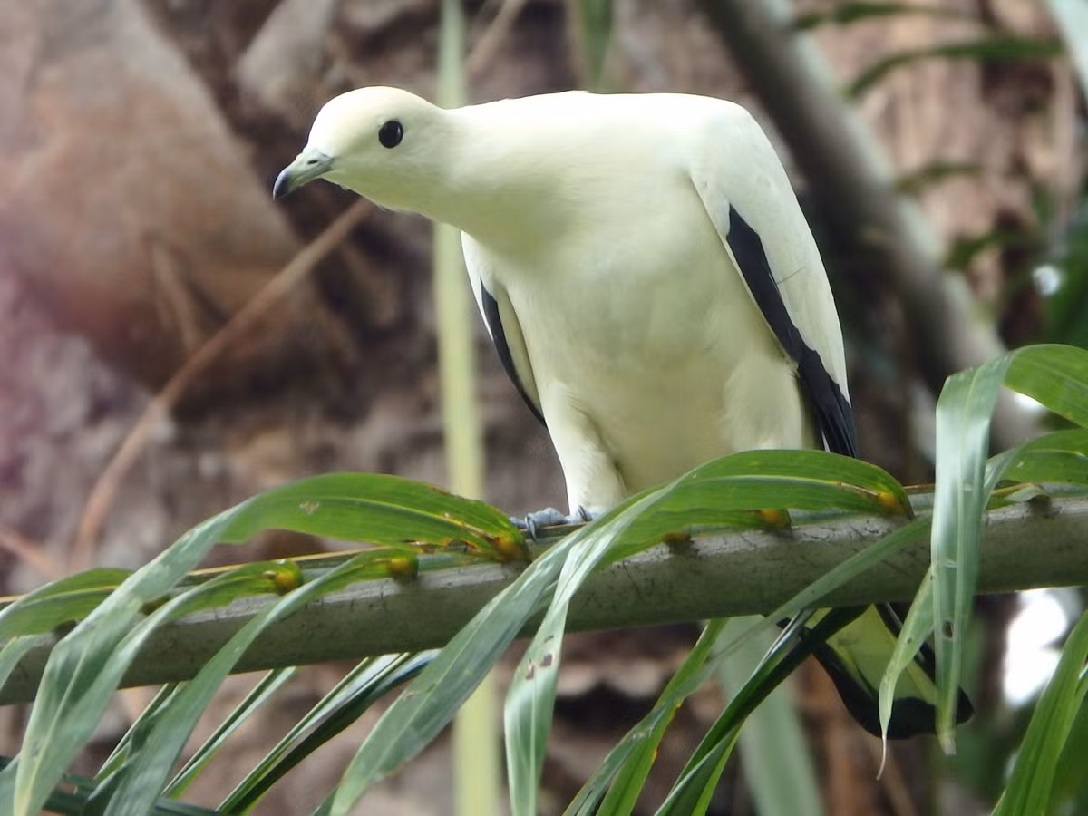 Chim gầm ghì trắng (Ducula bicolor) dài 38-41 cm, là loài chim định cư ven biển, ở Việt Nam chỉ được ghi nhận tại vườn quốc gia Côn Đảo, Nam Bộ. Chúng sống ở rừng trên đảo, thỉnh thoảng ghi nhận ở rừng ngập mặn, chỉ phân bố ở vùng đất thấp. Ảnh: eBird.