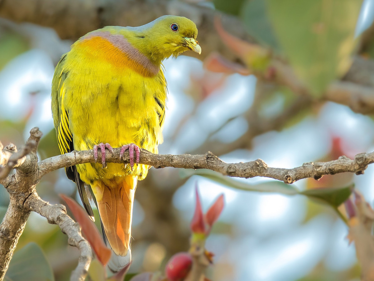 Chim cu xanh khoang cổ (Treron bicincta) dài khoảng 29 cm, là loài định cư tương đối phổ biến tại các vùng ven biển Trung Bộ và Nam Bộ. Chúng sống trong rừng lá rộng thường xanh, bán thường xanh, rừng trên đảo, rừng thứ sinh, đôi khi thấy ở rừng ngập mặn. Ảnh: eBird.