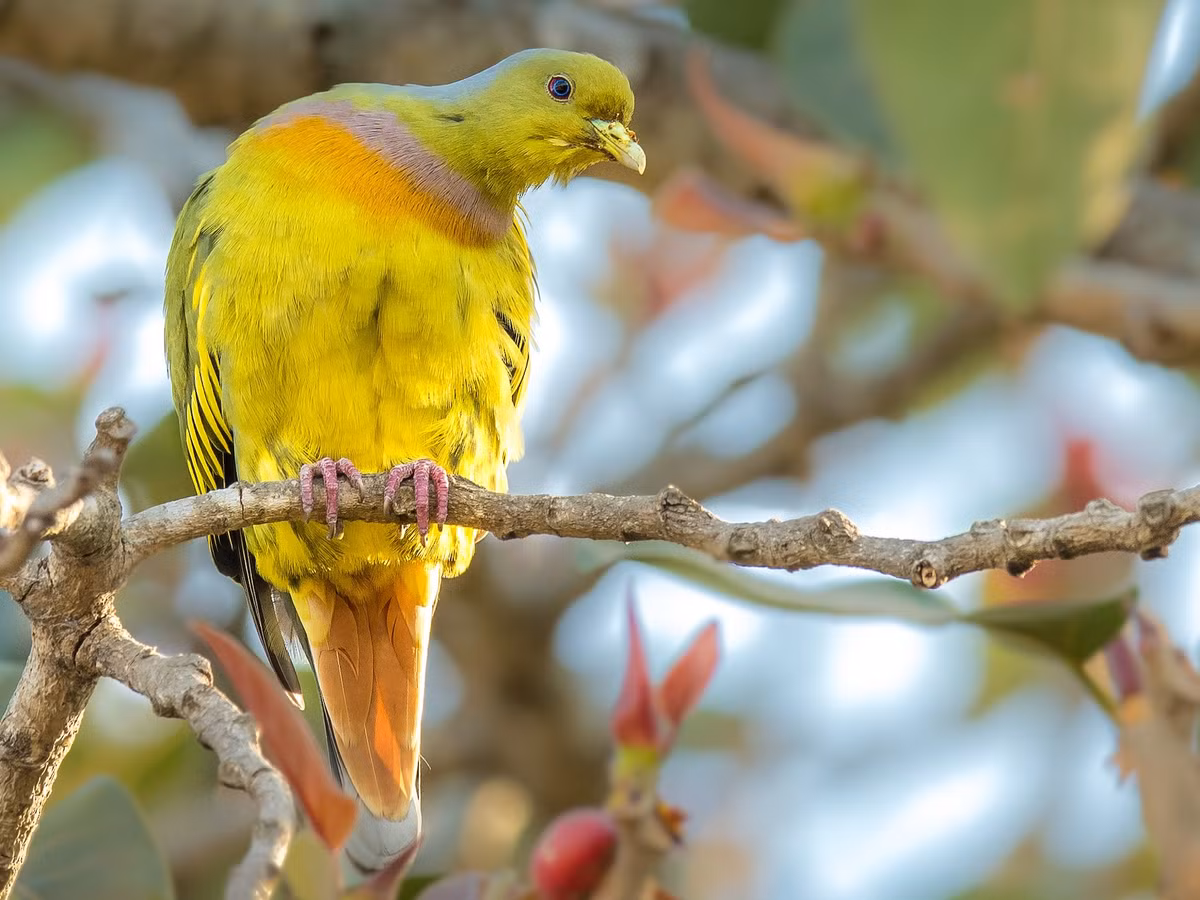 Chim cu xanh khoang cổ (Treron bicincta) dài khoảng 29 cm, là loài định cư tương đối phổ biến tại các vùng ven biển Trung Bộ và Nam Bộ. Chúng sống trong rừng lá rộng thường xanh, bán thường xanh, rừng trên đảo, rừng thứ sinh, đôi khi thấy ở rừng ngập mặn. Ảnh: eBird.