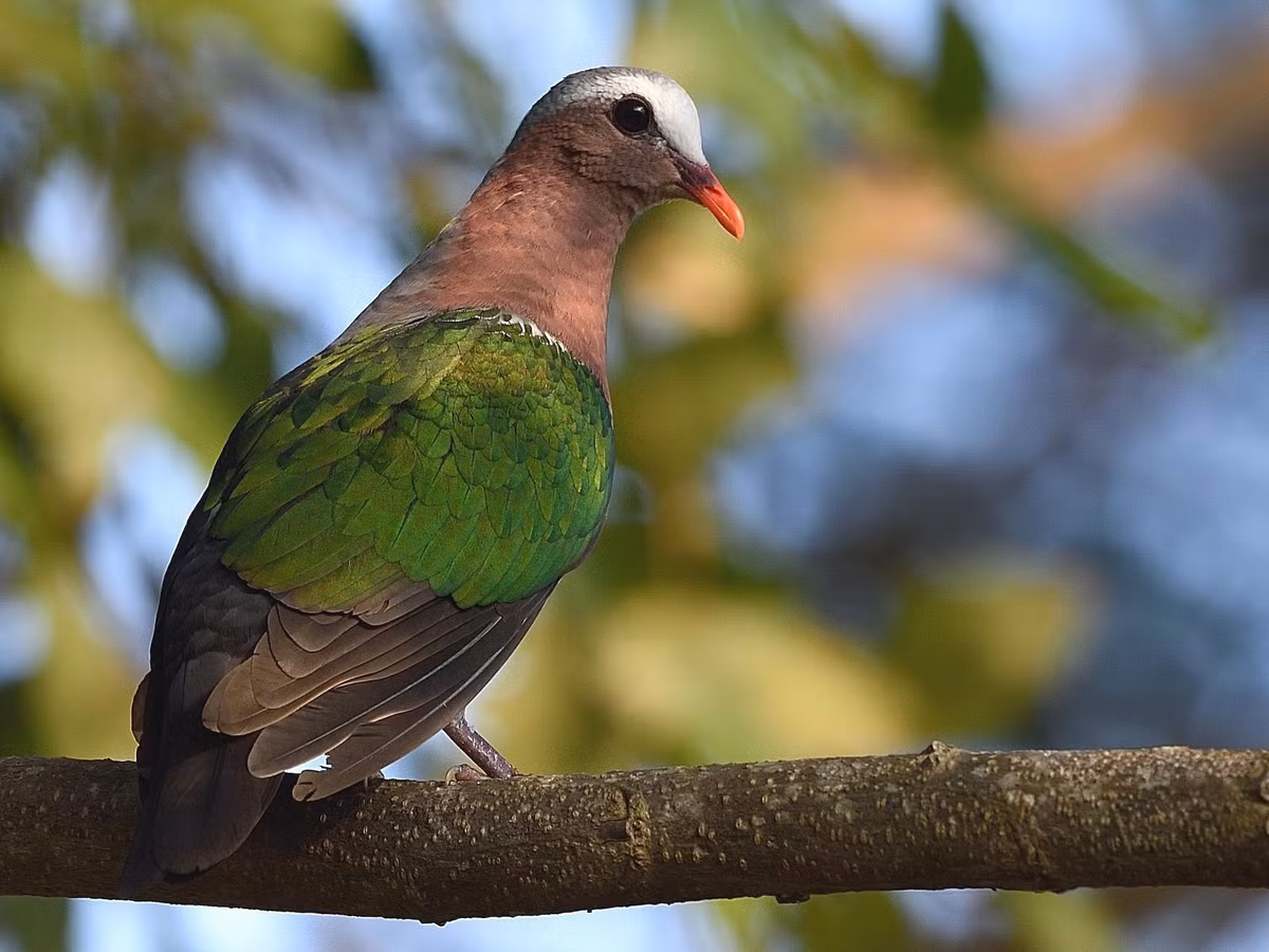 Chim cu luồng (Chalcophaps indica) dài 23-27 cm, là loài chim định cư tương đối phổ biến trong cả nước. Loài bồ câu hoang dã này sống trong rừng lá rộng thường xanh, rừng hỗn giao rụng lá, rừng ngập mặn, rừng cây gỗ ven biển, cây bụi. Ảnh: eBird.