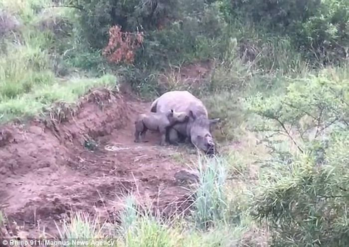 Te giac con co bu me da chet: He lo bi kich