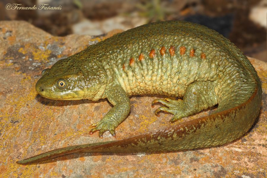 Sau đó, những chiếc xương sườn được thu vào trong trở lại mà không gây ra tổn thương cho cơ thể con vật.