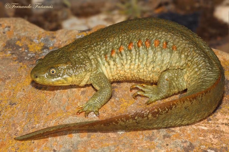 Sau đó, những chiếc xương sườn được thu vào trong trở lại mà không gây ra tổn thương cho cơ thể con vật.