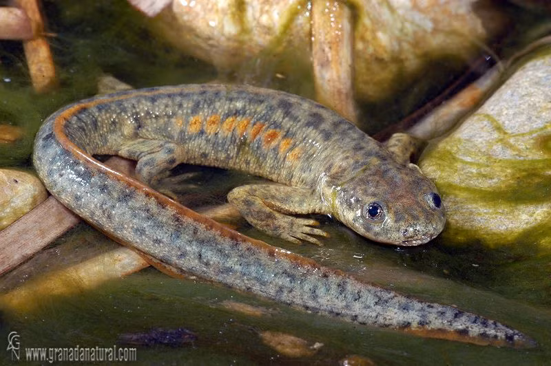 Cho đến nay vẫn còn nhiều điều bí ẩn về cơ chế tự vệ của loài vật này chờ được khoa học giải mã.