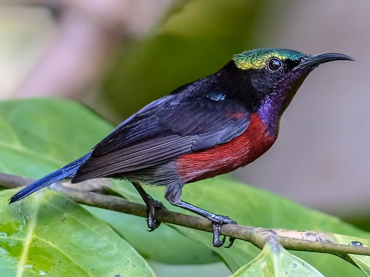 Chim hút mật họng hồng (Leptocoma brasiliana) dài khoảng 10 cm, là loài định cư tương đối phổ biến tại Nam Trung Bộ và Nam Bộ (vườn quốc gia Cát Tiên, khu BTTN Vĩnh Cửu). Sinh cảnh của chúng là rừng lá rộng thường xanh nơi trống trải, rừng đầm lầy, bìa rừng, rừng thứ sinh, cây bụi ven biển, , rừng ngập mặn, rừng trồng. Ảnh: eBird.