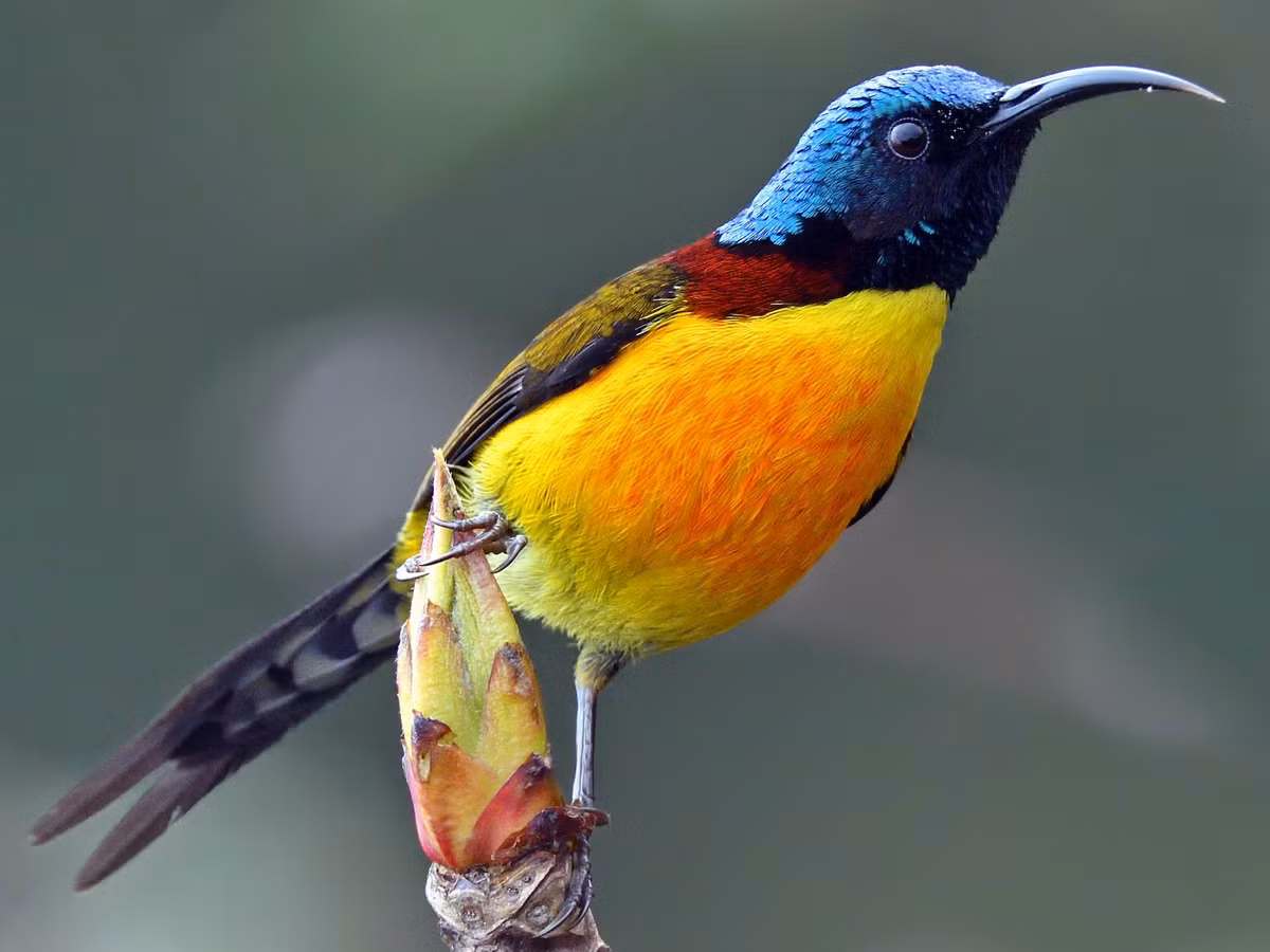 Chim hút mật Nê Pan (Aethopyga nipalensis) dài 11-33,5 cm, là loài định cư tương đối phổ biến tại Tây Bắc và Trung Bộ (vườn quốc gia Hoàng Liên, Chư Yang Sin, Bidoup Núi Bà). Sinh cảnh cúa chúng là rừng lá rộng thường xanh, rừng thứ sinh, bìa rừng ở độ cao 1.140 - 2.750 mét. Ảnh: eBird.