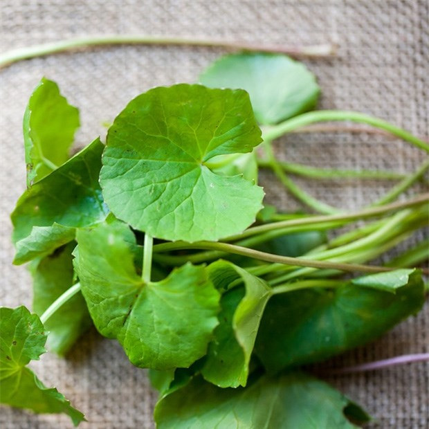 Loai rau dai dat gap 2 lan rau muong, bo nhu “nhan sam tu nhien”