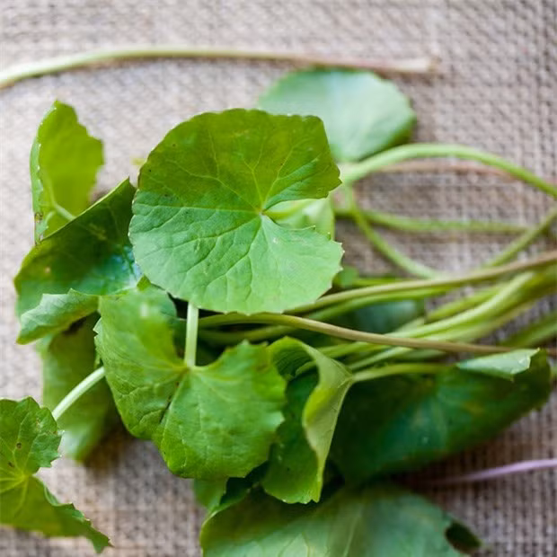 Loai rau dai dat gap 2 lan rau muong, bo nhu “nhan sam tu nhien”