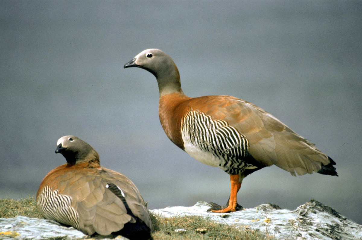 Thoạt nhìn hơi giống chim bồ câu nhưng ngỗng cỏ đầu tro (Chloephaga poliocephala) là một loài thuộc họ vịt phân bố ở Chile và Argentina. Chúng có thể đậu trên cây, điều mà nhiều họ hàng khác không làm được do đôi chân màng của mình.