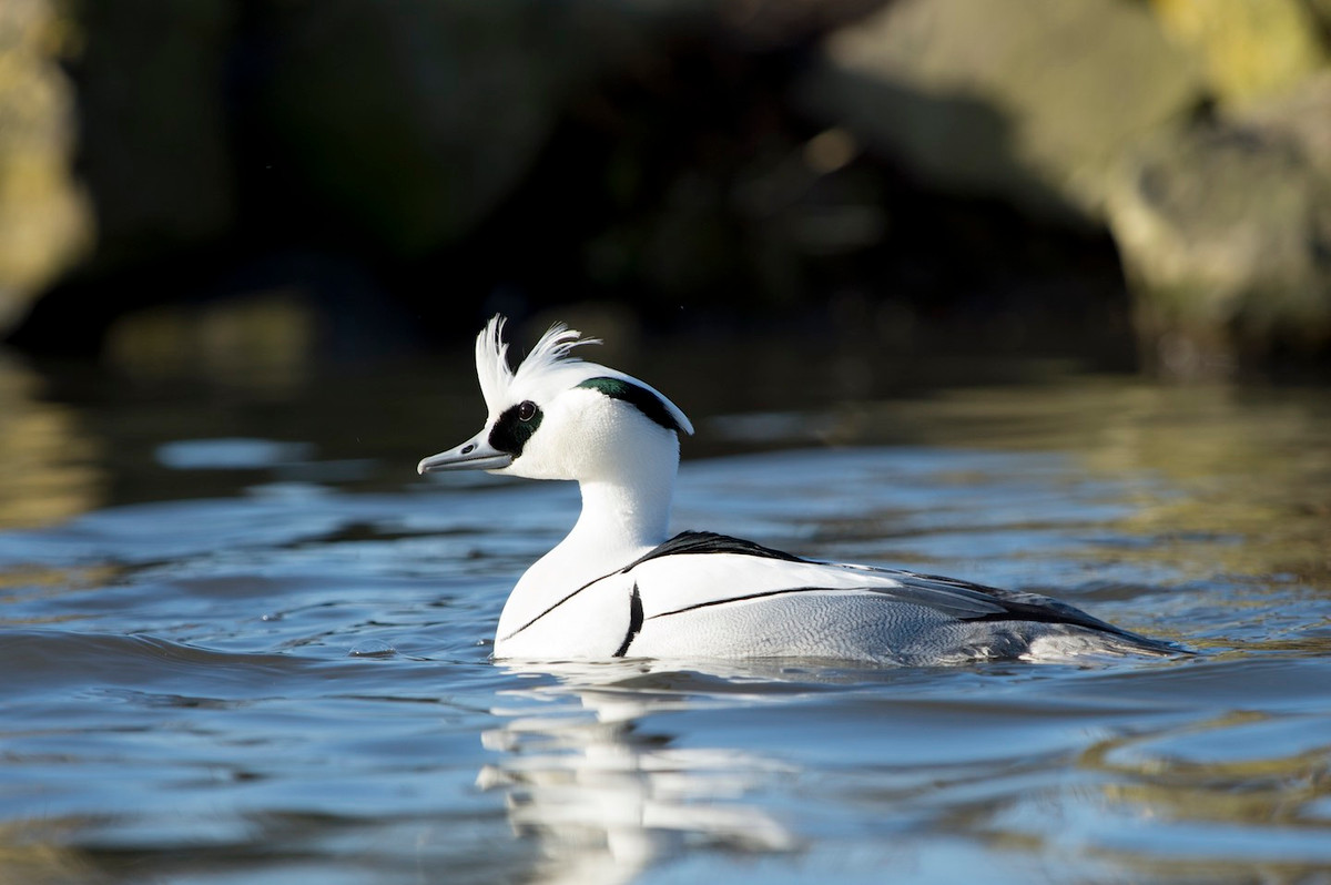 Vịt mào trắng (Mergellus albellus) là một thành viên của nhóm vịt mỏ nhọn làm hốc tổ và là loài vịt trắng nhỏ duy nhất phân bố ở bắc Á-Âu.