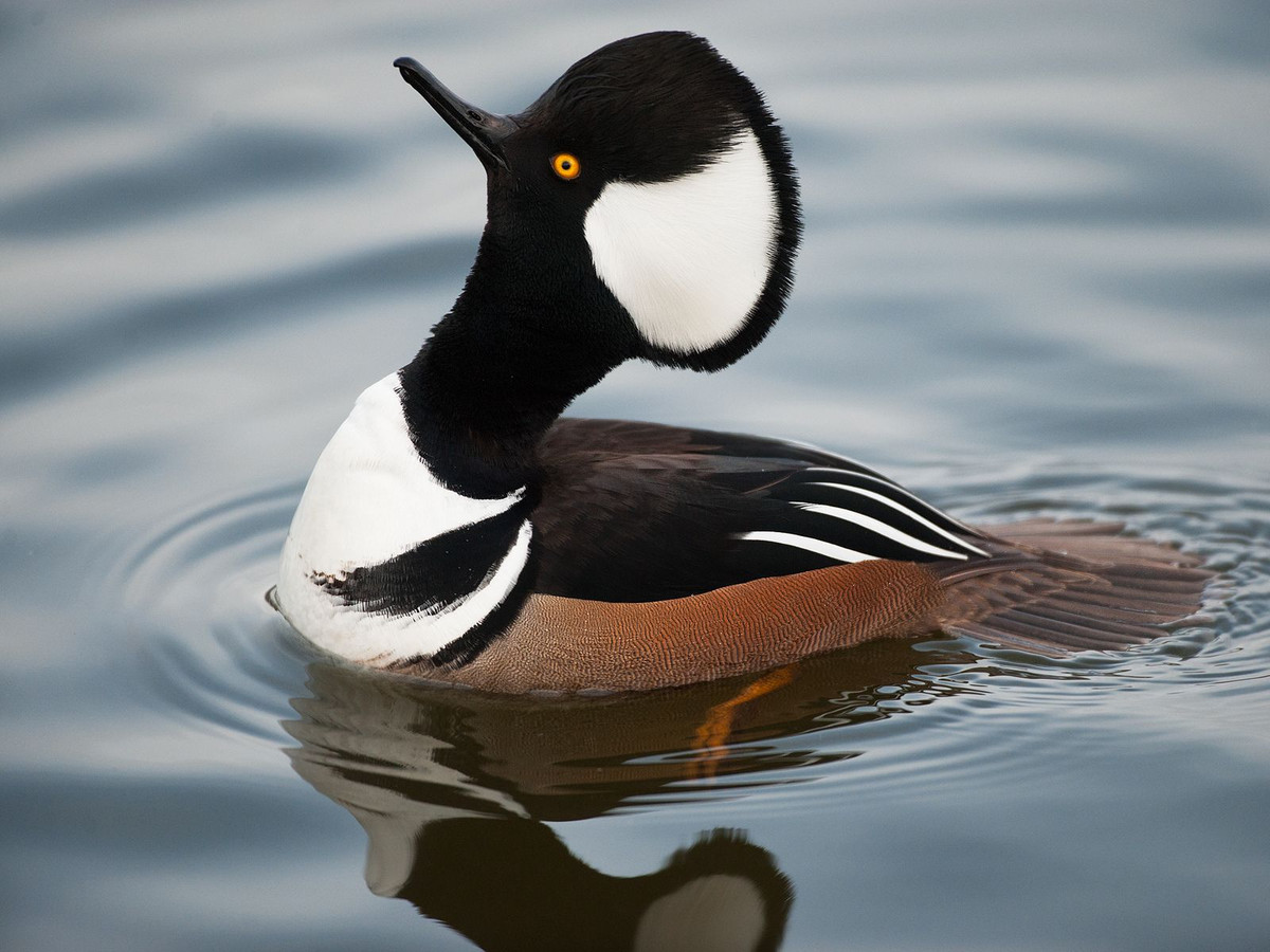 Vịt mũ mỏ nhọn (Lophodytes cucullatus) có ngoại hình khá ngộ nghĩnh với những chỏm lông dựng đứng khiến đầu chúng trông to hơn nhiều so với thực tế. Sông ở Bắc Mỹ, chúng lặn sâu để bắt cá nhờ lực đạp rất mạnh của đôi chân.