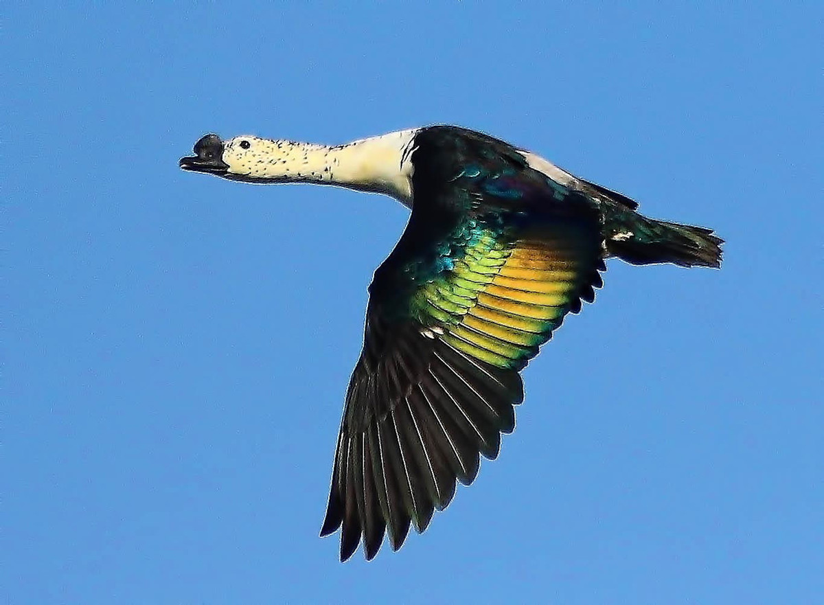 Vịt mòng (Anser melanotos) mang vẻ đẹp huyền bí với đôi cánh đen có ánh xanh lấp lánh khi được ánh mặt trời chiếu vào. Loài này phân bổ ở châu Phi, Nam Á và Đông Nam Á, trong đó có Việt Nam.