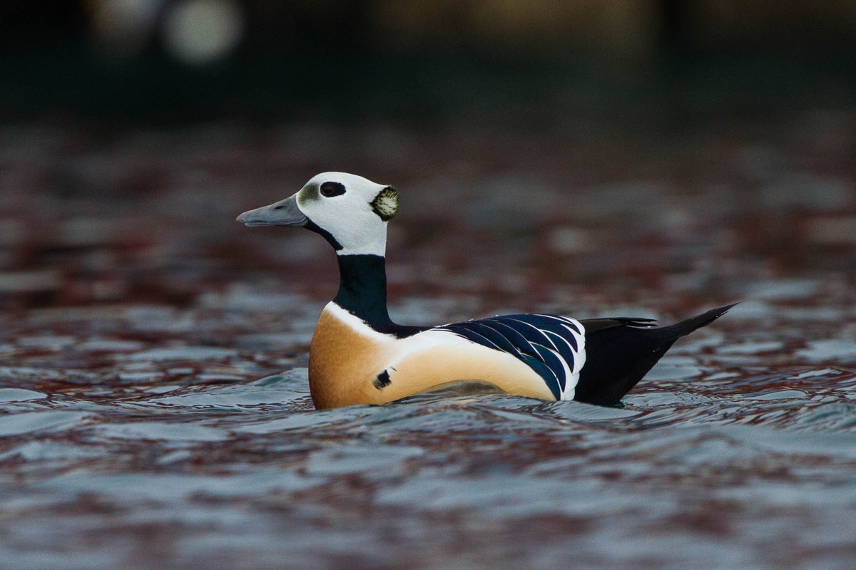 Vịt nhung đầu trắng (Polysticta stelleri) là loài vịt biển sống ở Bắc Cực và khu vực cận Bắc Cực. Khi mùa đông đến, chúng di cư về phương Nam trong những đàn có hàng vạn cá thể.