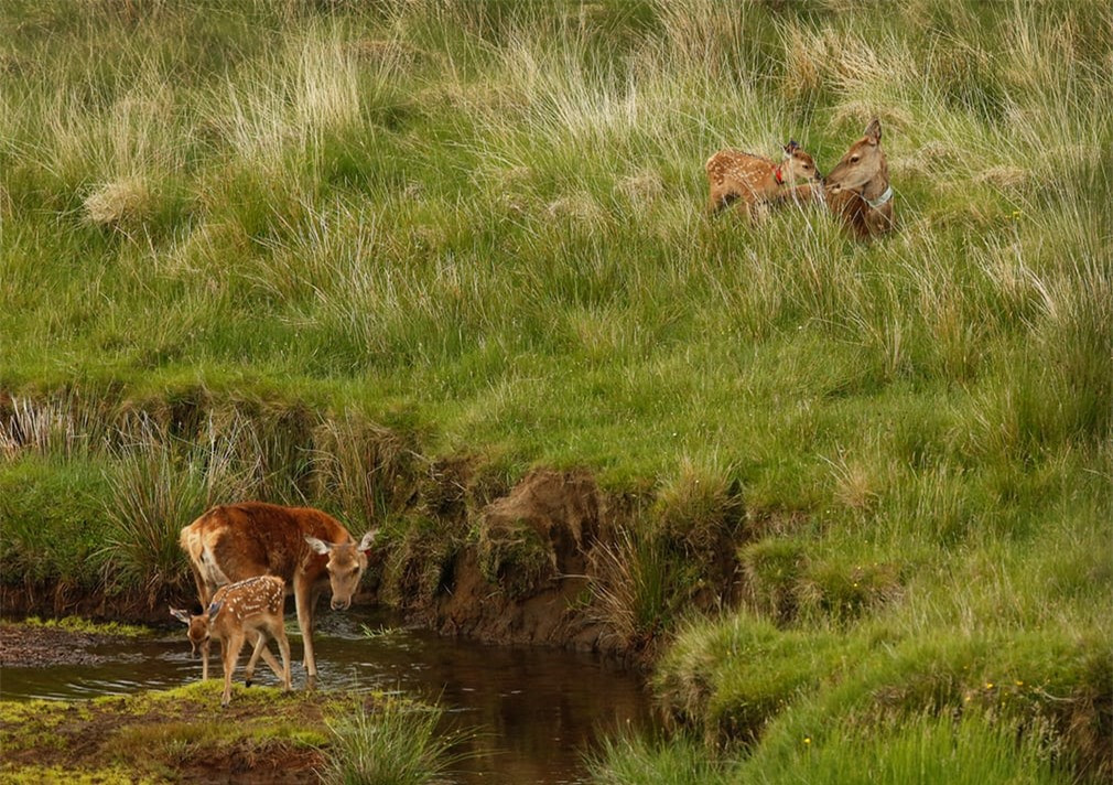 Những chú hươu đỏ trong mùa sinh sản trên đảo Rum – một đảo nhỏ thuộc quần đảo Hebrides của Scotland.