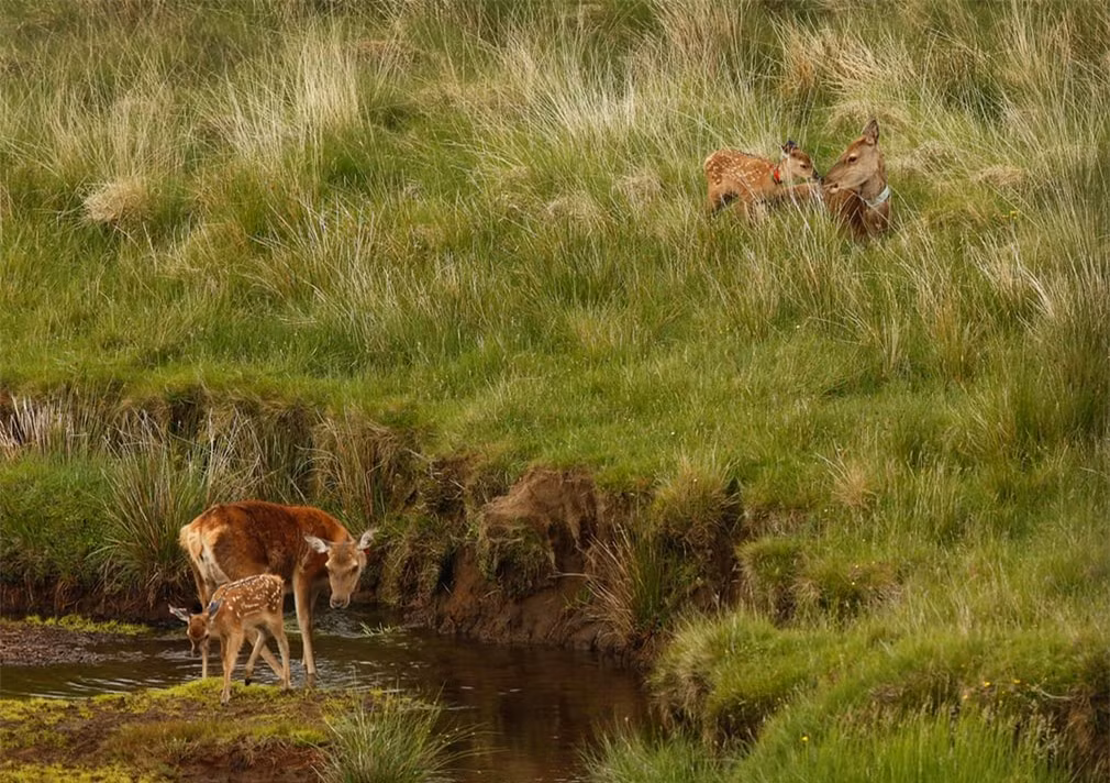 Những chú hươu đỏ trong mùa sinh sản trên đảo Rum – một đảo nhỏ thuộc quần đảo Hebrides của Scotland.