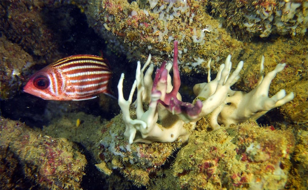 Chú cá bơi gần cụm san hô bị tẩy trắng ngoài khơi thành phố Jounieh, phía Bắc thủ đô Beirut của Lebanon. Hiện tượng những rạn san hô bị tẩy trắng diễn ra ở Địa Trung Hải do dòng hải lưu ấm - hậu quả của hiện tượng ấm lên toàn cầu.