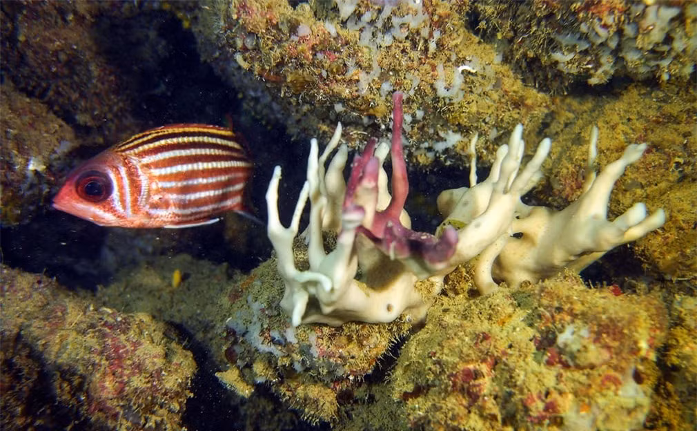 Chú cá bơi gần cụm san hô bị tẩy trắng ngoài khơi thành phố Jounieh, phía Bắc thủ đô Beirut của Lebanon. Hiện tượng những rạn san hô bị tẩy trắng diễn ra ở Địa Trung Hải do dòng hải lưu ấm - hậu quả của hiện tượng ấm lên toàn cầu.