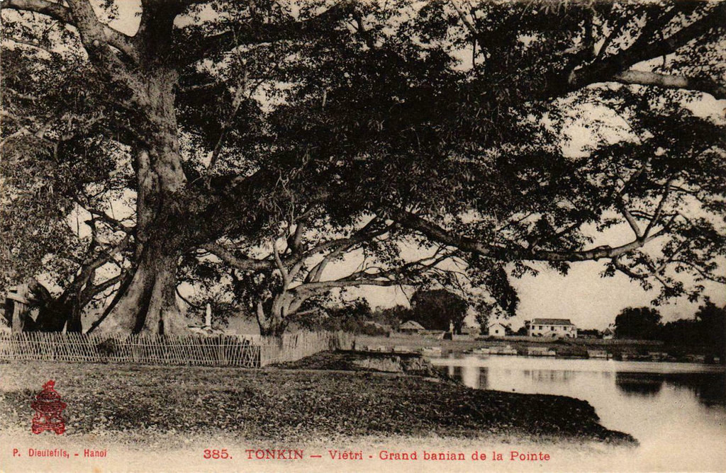 Toàn cảnh cây đa lớn trên mũi đất.