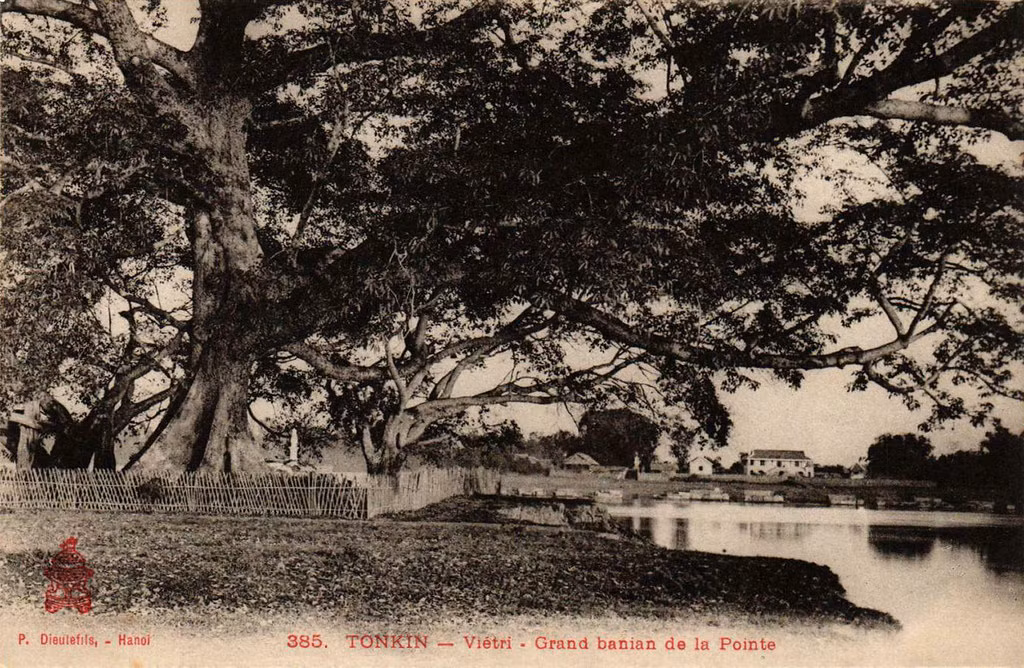 Toàn cảnh cây đa lớn trên mũi đất.