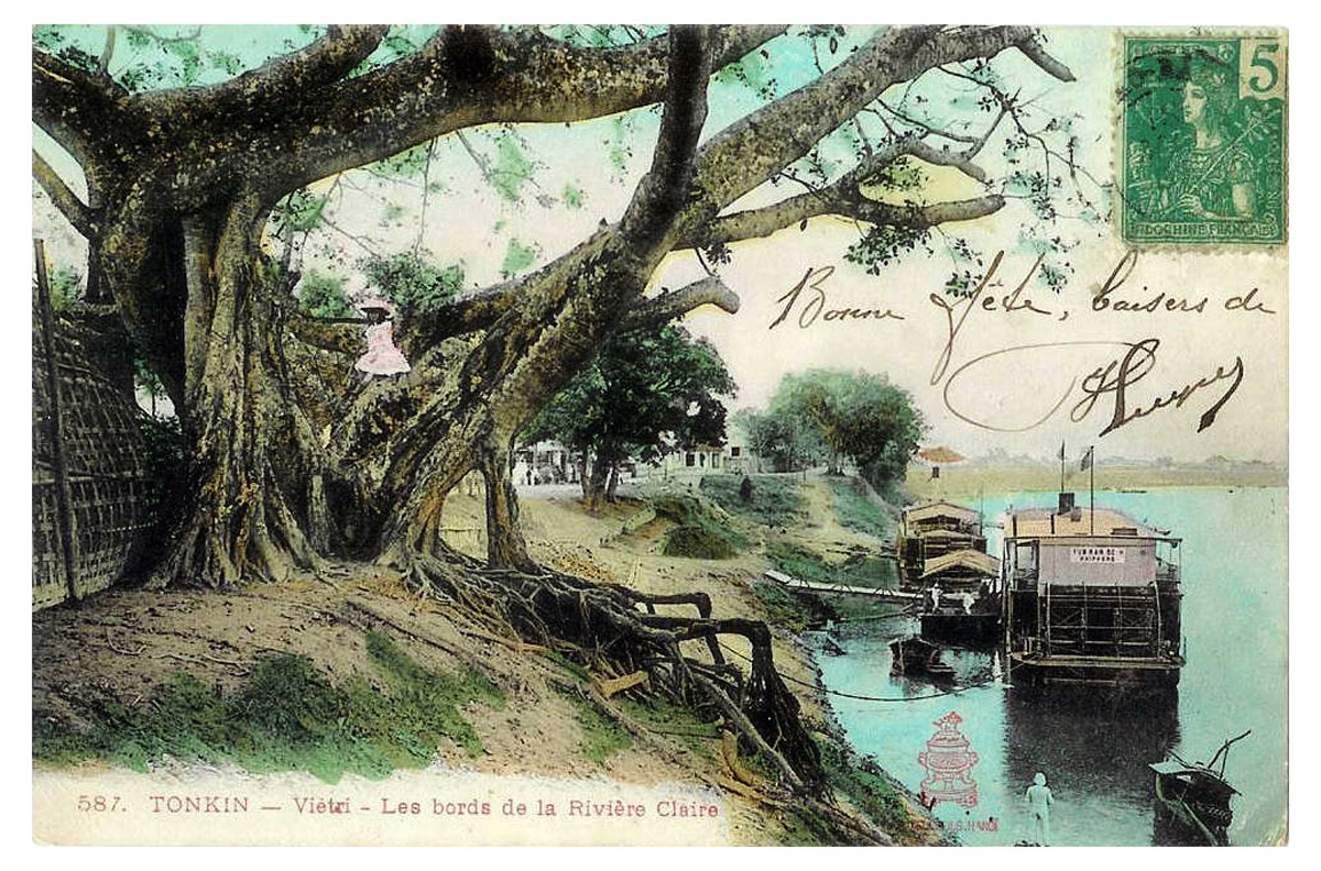 Cây cổ thụ bên bờ sông Lô.