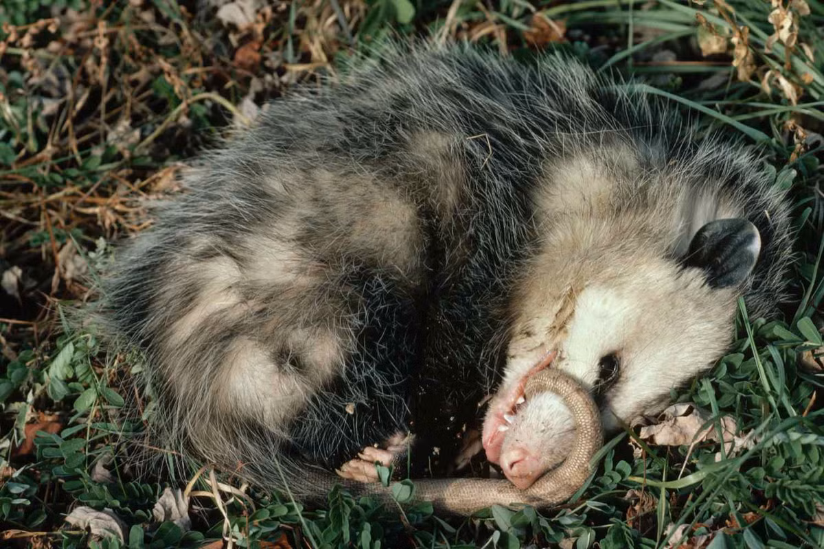 Đồng thời, hậu môn của chúng sẽ tiết ra một mùi hôi thối như tử thi, khiến cho màn giả chết của chúng trở nên hoàn hảo.