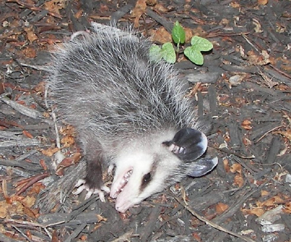 Chúng sẽ tự đưa mình vào trạng thái hôn mê đến mức không hề phản ứng lại bất cứ kích thích nào từ bên ngoài. Trạng thái này có thể kéo dài hàng giờ.