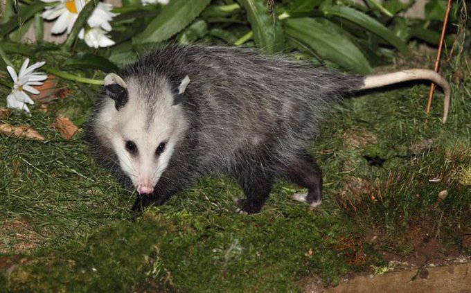 Khi cảm nhận nguy hiểm không còn, "công tắc" sự sống của thú có túi Opossum lại được bật lên, chúng trở lại trạng thái hoạt động như chưa có chuyện gì xảy ra...