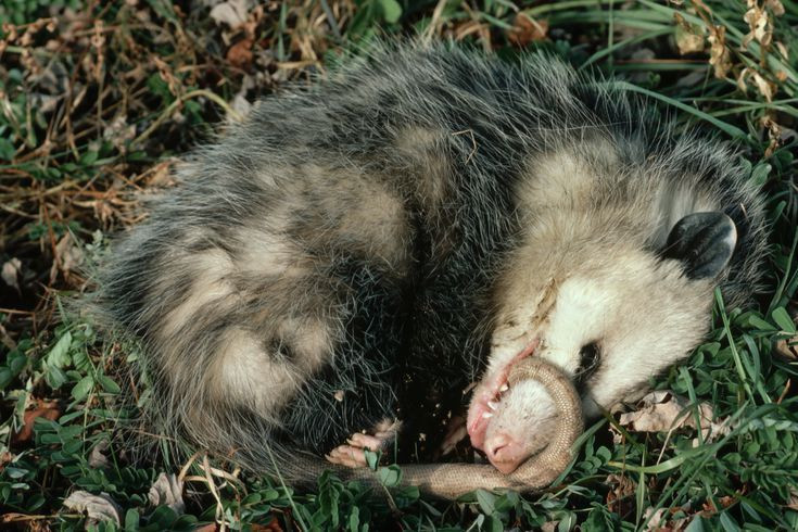 Chồn Opossum, loài thú có túi đặc hữu của châu Mỹ. Khi rơi vào tình thế nguy hiểm hoặc cảm thấy quá sợ hãi, chúng sẽ thực hiện việc giả chết.