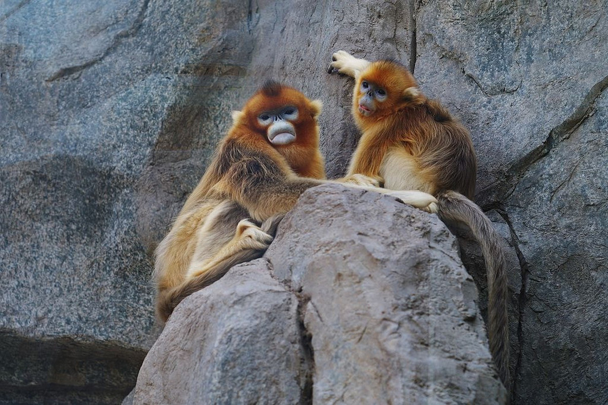 3. Voọc mũi hếch. Loài voọc quý hiếm này thường sống thành đàn lớn và chia thành các nhóm nhỏ vào mùa đông. Chúng thường dùng tiếng kêu để xua đuổi những kẻ xâm nhập lãnh thổ. Nơi có thể bắt gặp voọc mũi hếch là các khu rừng gần biên giới Việt - Trung.