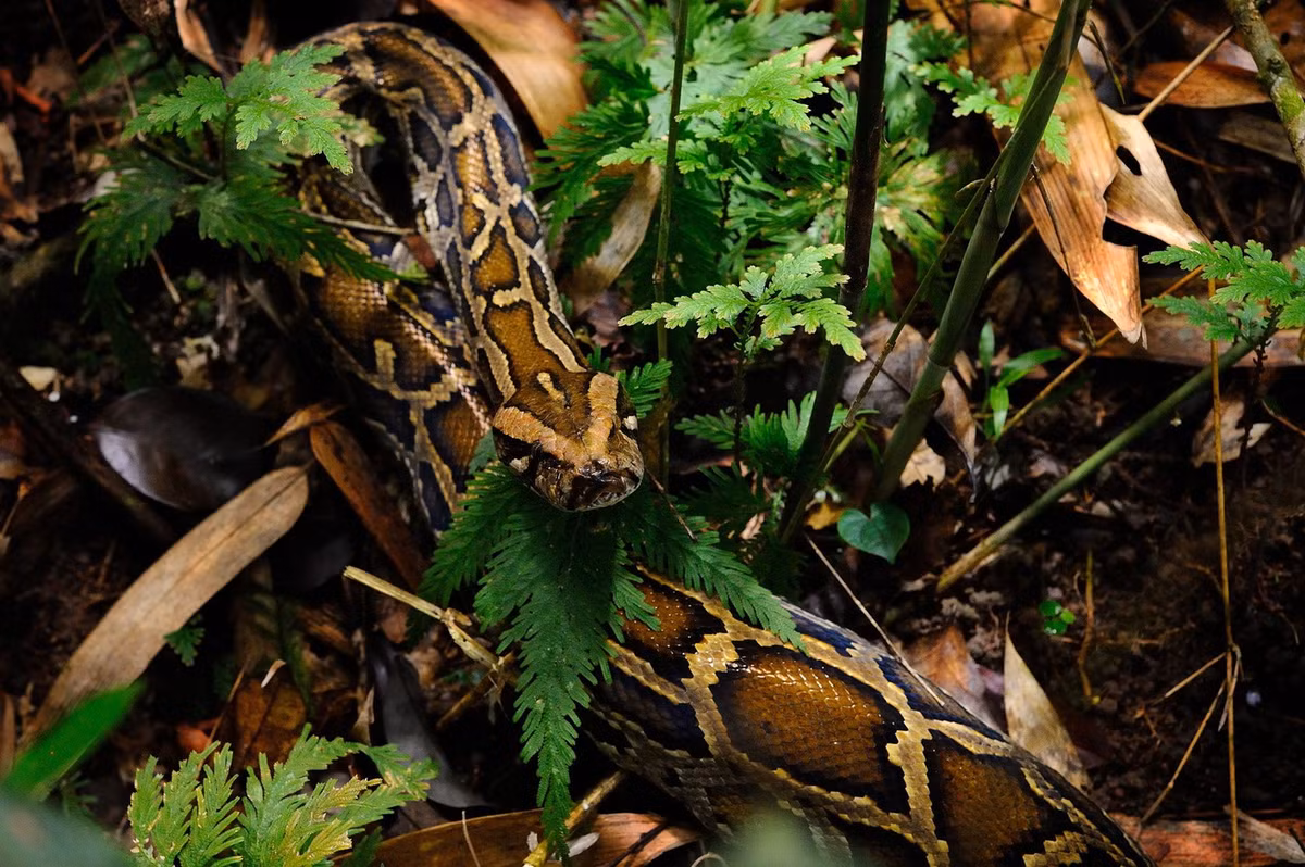  10. Trăn Miến Điện. Trăn Miến Điện nổ tiếng vì kích thước khồng lồ, nhưng chúng chỉ săn các động vật nhỏ và không chủ động tấn công con người.