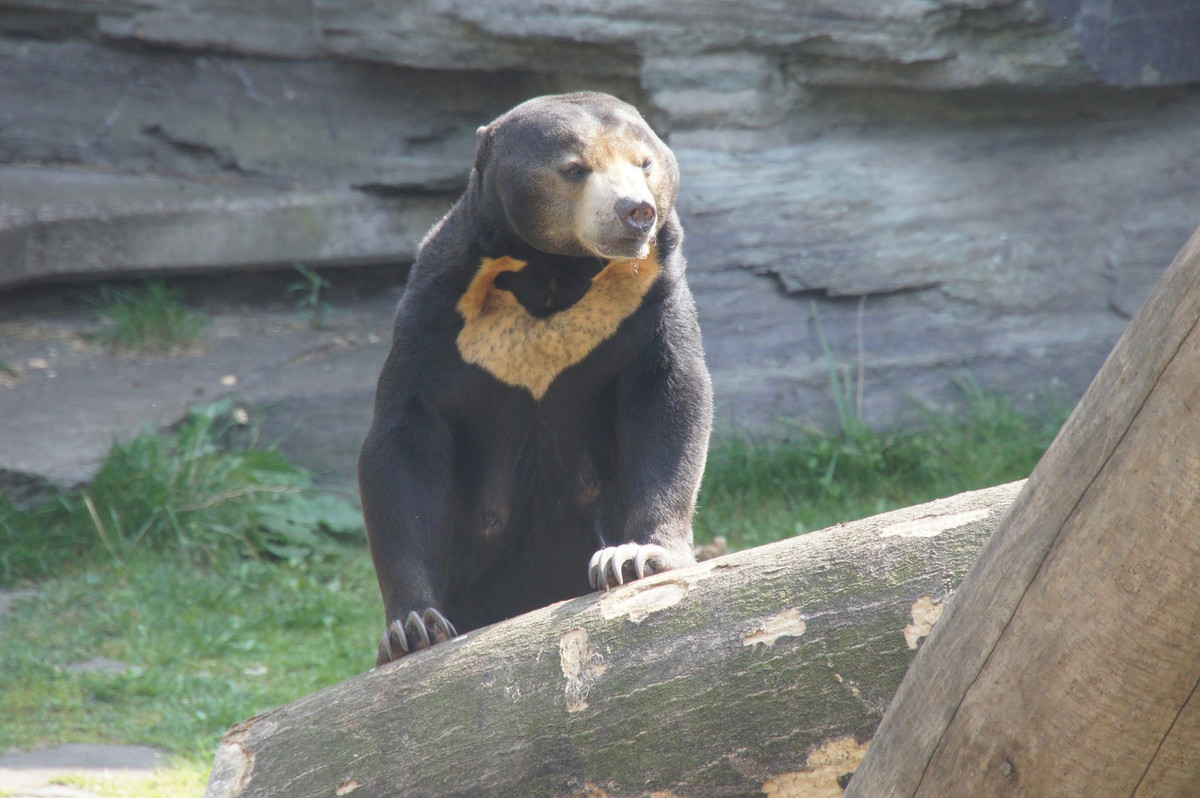  5. Gấu chó. Gấu chó còn được gọi là "gấu mật ong" do mật ong là món khoái khẩu của chúng. Đây cũng là loài gấu nhỏ nhất thế giới. Dù vậy, chúng không hiền lành chút nào.