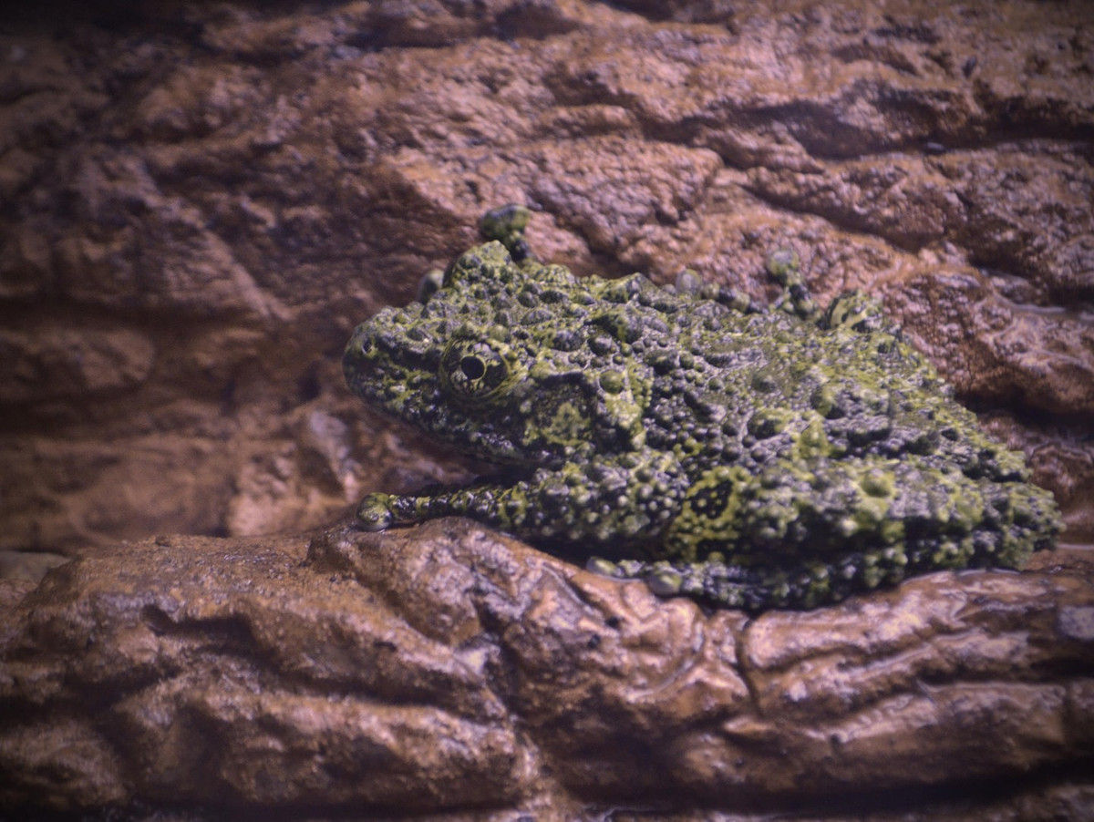  7. Ếch rêu Việt Nam. Loài vật đặc hữu của Việt Nam này là một trong những loài lưỡng cư kỳ lạ nhất thế giới. Bộ da trông như thảm rêu khiến chúng có khả năng ngụy trang tuyệt vời. Loài ếch này sống ở một số khu rừng tậm tại miền Bắc Việt Nam.