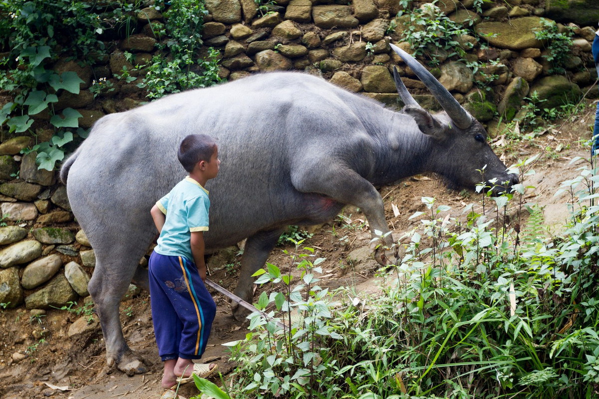  9. Trâu. Trâu là con vật có tầm quan trọng đặc biệt ở Việt Nam. Chúng giúp cày ruộng, vận chuyển hàng hóa ở các vùng nông thôn và đã trở thành hình tượng văn hóa dân gian Việt Nam. Đối với nhiều trẻ em nông thôn, việc chăm sóc con trâu là trách nhiệm hàng ngày.