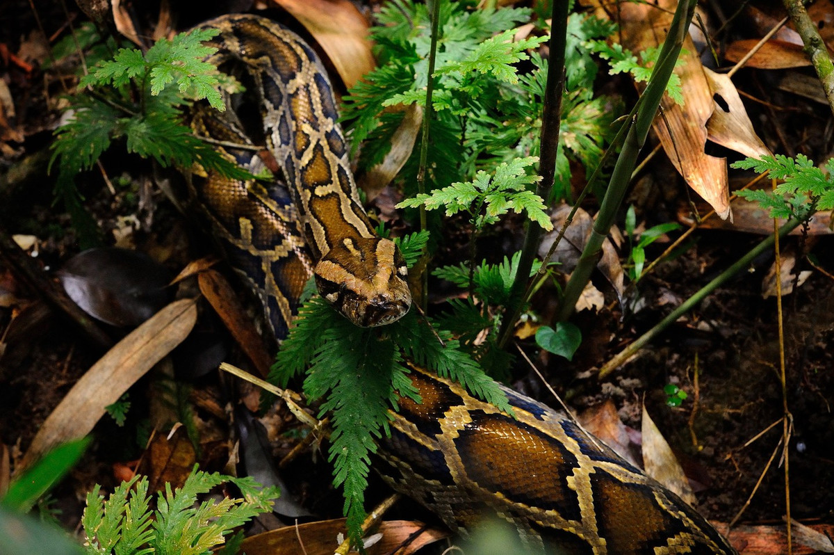  10. Trăn Miến Điện. Trăn Miến Điện nổ tiếng vì kích thước khồng lồ, nhưng chúng chỉ săn các động vật nhỏ và không chủ động tấn công con người.