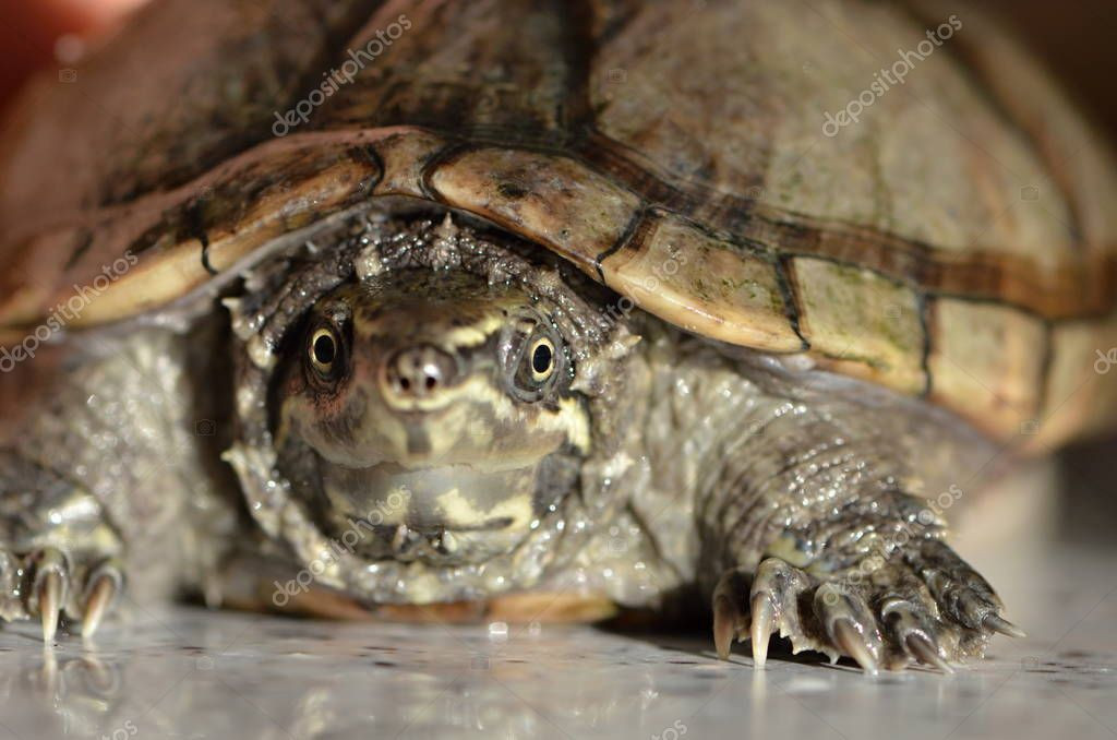 "Nạn nhân" của rùa xạ hương thường là các loài chim nước. Chiến thuật tự vệ nặng mùi của chúng khá giống với chồn hôi, cũng là một loài động vật bản địa Bắc Mỹ.