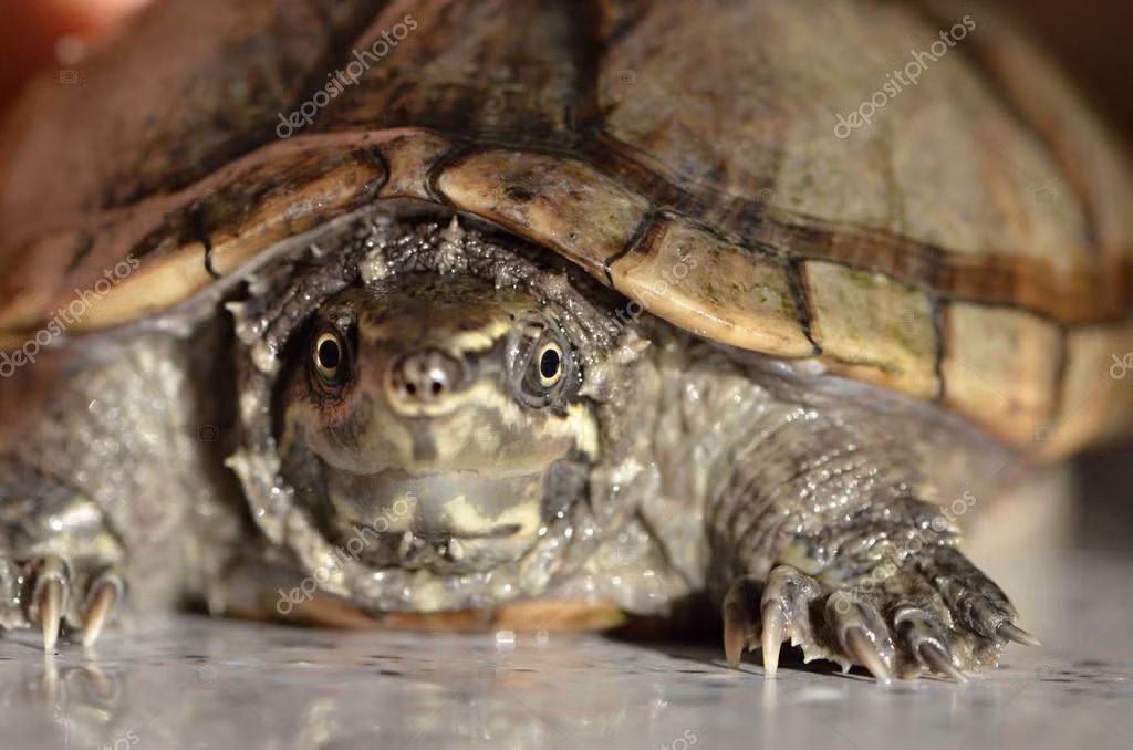 "Nạn nhân" của rùa xạ hương thường là các loài chim nước. Chiến thuật tự vệ nặng mùi của chúng khá giống với chồn hôi, cũng là một loài động vật bản địa Bắc Mỹ.