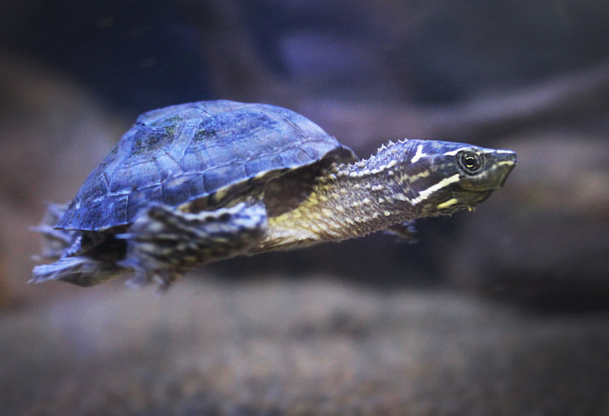 Trong tự nhiên, rùa xạ hương thường bò dưới đáy sông hồ, hiếm khi bơi. Chúng là loài ăn tạp, đẻ trứng dài có vỏ cứng. Con trưởng thành có chiều dài mai khoảng 13 cm.